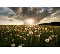 Photo Art Wall Mural-DANDELION SUN-(6342)NON WOVEN-Wallpaper-Real Nature Sky XXL