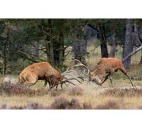 Photo Art Wall Mural-DEAR MAJESTIC DEER-(6525)-NON WOVEN-Wallpaper-Realistic XXL