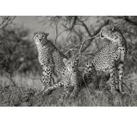 Photo Art Wall Mural-LEOPARD SAVANNA-(6926)-NON WOVEN-Wallpaper-Nature Life' XXL