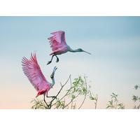 Photo Art Wall Mural-PINK WINGS-(6967)-NON WOVEN-Wallpaper-Birds Flying Tree XXL