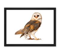 Photo Barn Owl Alba Bird Of Prey Artwork Framed Wall Art Print A4 Artery8 Black One Size