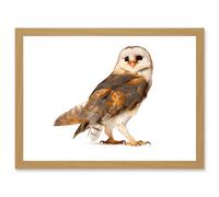 Photo Barn Owl Alba Bird Of Prey Artwork Framed Wall Art Print A4 Artery8 Light Oak One Size