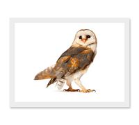 Photo Barn Owl Alba Bird Of Prey Artwork Framed Wall Art Print A4 Artery8 White One Size