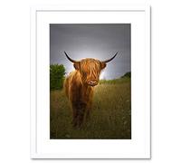 PHOTO FARM ANIMAL HIGHLAND COW CALF SCOTLAND FRAME ART PRINT PICTURE F12X816