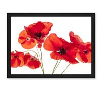 Photo Nature Flower Poppy Heads Red Petals A4 Artwork Framed Wall Art Print Artery8 Black One Size