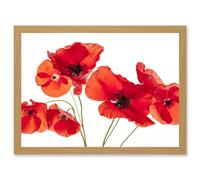 Photo Nature Flower Poppy Heads Red Petals A4 Artwork Framed Wall Art Print Artery8 Light Oak One Size