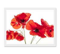 Photo Nature Flower Poppy Heads Red Petals A4 Artwork Framed Wall Art Print Artery8 White One Size