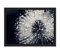 Photo Nature Plant Flower Black White Beautiful Home A4 Artwork Framed Wall Art Print Artery8 Black One Size