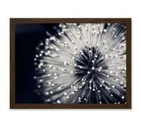 Photo Nature Plant Flower Black White Beautiful Home A4 Artwork Framed Wall Art Print Artery8 Brown One Size