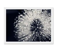 Photo Nature Plant Flower Black White Beautiful Home A4 Artwork Framed Wall Art Print Artery8 White One Size
