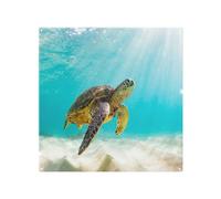 photo of Sea turtle in the Galapagos island Designer Splash Back Benjamin Tate Design Natural One Size