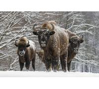 Photo Wall Mural-BISON-(4237)-NON WOVEN-Wallpaper Animal Snow View Panorama XXL