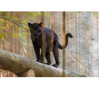 Photo Wall Mural-BLACK PANTHER-(3713)-NON WOVEN-Wallpaper-Wildcat Leopard Animal