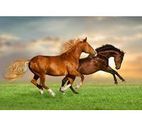 Photo Wall Mural-GALLOP HORSES-(4254)-NON WOVEN-Wallpaper-Animal Crown Brown XXL