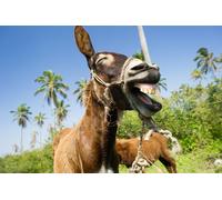 Photo Wall Mural-LAUGHING DONKEY-(3994)-NON WOVEN-Wallpaper-Animal Sun Palm Tree