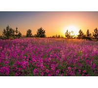 Photo Wall Mural-LAVENDER FIELD SUNSET-(4189)-NON WOVEN-Wallpaper-Nature Grass