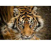 Photo Wall Mural-TIGER PORTRAIT(4190)-NON WOVEN-Wallpaper-Nature Wild Cat Eyes