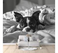 Photo Wallpaper Animal Boston Terrier Gray 400x280 cm Non-Woven Murals Wall Papers, 3D Large Poster Mural Bedroom Living Room Sofa TV Backdrop Wall Murals Wallpaper