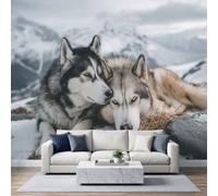 Photo Wallpaper Siberian Husky Dog Panoramic Mural 500 x 350 cm | Non-Woven Wall Murals, Winter Wildlife Photo Wallpaper for Living Room Kitchen Dining Room Bedroom Hallway