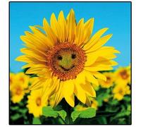 Photographic Greeting Card - (WDM-429330) - Birthday/Blank - Sunny Disposition - From The Framed Range - Suitable For Birthdays & Other s