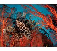 Photographing Life in the Sea