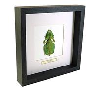 Phyllium celebicum - Walking leaf - Real Taxidermy Insect Mounted Under Glass in Handmade Black Wooden Frame