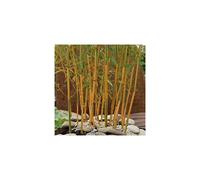 Phyllostachys aureosulcata 'Spectabilis' (Yellow Bamboo) 80-100cm Tall in 3L Pot