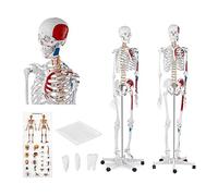 Physa Human Skeleton Model Anatomical Educational Life-Sized Musculoskeletal System Muscular Connections in Colour PHY-SK-2 (1:1 Scale, 180 cm, Plastic, Stainless Steel, With Poster and Dust Cover)