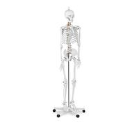 Physa Human Skeleton Model Anatomical Model Educational Life-Sized Musculoskeletal System Spinal Blood Vessels PHY-SK-1 (1:1 Scale, 176 cm, Plastic, Stainless Steel, With Poster and Dust Cover)