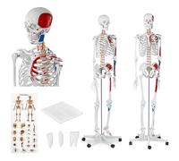 physa Model Skeleton - Life-sized - coloured PHY-SK-2