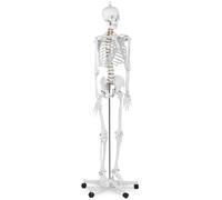 physa Skeleton Model - Life-sized PHY-SK-1