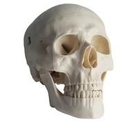 PHYSIQUE 3-Part Anatomical Lifesize Human Skull Model with Removable Skull Cap and Articulated Mandible