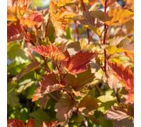 Physmarshalls Garden Ocarpus 'magic Ball' Shrub 3-Pack - Compact Multicoloured Foliage, Summer White Flowers, Hardy 3 X 9Cm