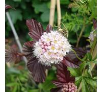 Physocarpus 'Lady in Red'. Deciduous Compact Shrub. Red-Brown Foliage. 4L Plant. Available from Bedwen Plants