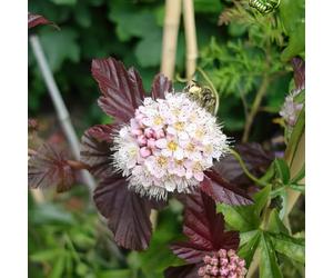 Physocarpus 'Lady in Red'. Deciduous Compact Shrub. Red-Brown Foliage. 4L Plant. Available from Bedwen Plants