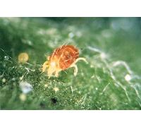 Phytoseiulus: red spider mite killer pack of 2000