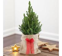 Picea glauca 'Conica' Pot Grown Christmas Tree - Hessian Gift Wrap and Bow - In 3 Litre Pot 60-70cm in Height (Hessian Gift Wrap)