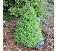 Picea glauca 'Conica' White Spruce Evergreen Garden Dwarf Conifer | 9cm Pot