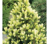 Picea Glauca 'Daisy'S White' Compact Evergreen Conifer Garden Plant | 9Cm Pots