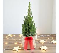 Picea glauca 'Perfecta' Pot Grown Christmas Tree - Hessian Gift Wrap and Bow - In 13cm Pot 55-65cm in Height (Hessian Gift Wrap)