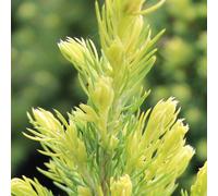Picea glauca 'Rainbow's End' Compact Evergreen Conifer Garden Plant | 9cm Pots