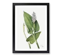 Pickerelweed by Mary Vaux Walcott Framed Print | A2 Black Framed Wall Art | Ready to Hang | Modern Nature Picture | Living Room Bedroom Lounge Office
