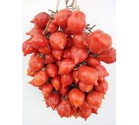 Piennolo Tomato del Vesuvio F1, Pointed Red Cherry Tomatoes, Traditional Campano Tomato Seeds