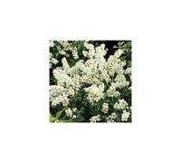 Pieris 'Debutante' Evergreen Shrub in Pot - Compact Dome, White Spring Flowers, 9cm Pot (CNPLANTS_PIEDEB_9CM_#1_GD)