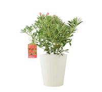 Pieris ‘Flaming Silver’ - Evergreen Shrub in 5L Pot, Colourful Foliage & Spring Flowers - Metal Vertical Line Cream