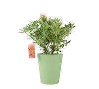 Pieris ‘Flaming Silver’ - Evergreen Shrub in 5L Pot, Colourful Foliage & Spring Flowers - Metal Vertical Line Green
