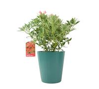 Pieris ‘Flaming Silver’ - Evergreen Shrub in 5L Pot, Colourful Foliage & Spring Flowers - Metal Vertical Line Teal