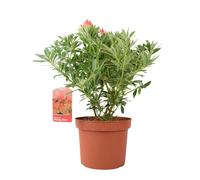 Pieris ‘Flaming Silver’ - Evergreen Shrub in 5L Pot, Colourful Foliage & Spring Flowers - No Container