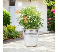 Pieris Forest Flame 5L Pot - Vibrant Evergreen Shrub - Metal Zinc Pail
