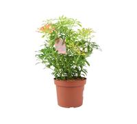 Pieris Forest Flame 5L Pot - Vibrant Evergreen Shrub - No Container